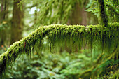 Forest moss. Redwood forest. California. USA
