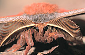 Polyphemus Moth (Antheraea polyphemus), male. Oregon. USA