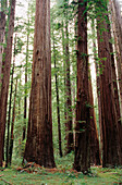 Redwoods (Sequoia sempervirens). Rockefeller Grove. Humboldt Redwoods State Park. California. USA
