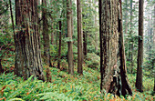 Redwoods. Damnation Creek Trail. Del Norte Coast Redwoods State Park. California. USA