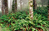 Sword Ferns (Polystichum munitum) cover the forest floor of Point Reyes National Seashore. California. USA