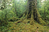 Moss-covered Douglas fir. Hoh Rain Forest. Olympic National Park. Washington. USA