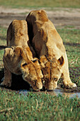 Lionesses (Panthera leo) drinking water