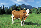 Bavarian cow