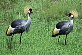 Crowned Cranes (Balaerica regulorum). Kenya