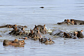 Hippos (Hippopotamus amphibius). Lake Baringo. Kenya
