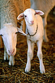 Sheep Chianina . Agrotourism. Montecucco, near Grosseto. Tuscany. Italy.