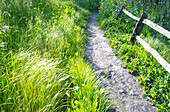 country path