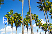 Sign and palms