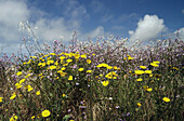 wildflowers