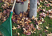 rake and leaves