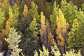 Aspen trees in fall. California. USA