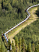 Alaska pipeline through forest landscape