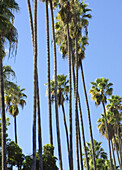 palm trees, Los Angeles, CA.