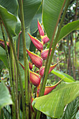 Rainforest flower. Costa Rica