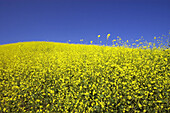Yellow mustard fields with blue sky.