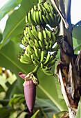 banana tree