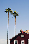 Palms and building