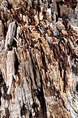 Eroded stump