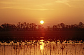 Sun rising over lake with geese and ducks. USA