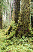Trees with moss, Hoh rainforest. USA