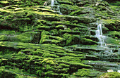 Green Mossy waterfalls. Philadelphia, Pennsylvania, USA