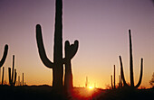 Saguaro cactus at sunset. Arizona, USA