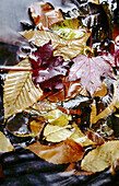 Leaves in stream, in autumn