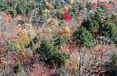 Mountainside mixed in autumn colors and greens, USA