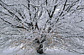 Snowy tree limbs