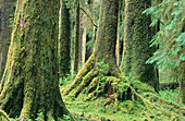 Hoh Rain Forest, Olympic N.P., Washington