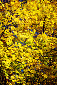 Fall leaves. New York, USA