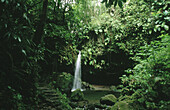 Emerald Pool. Morne Trois Pitons National Park. Commonwealth of Dominica