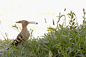 Hoopoe (Upupa epops)