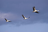White Stork (Ciconia ciconia). Group of three flying together. Spain