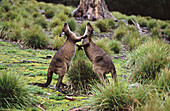  Animal, Animals, Australia, Blow, Blowing, Blows, Clash, Color, Colour, Compete, Competing, Competition, Competitive, Competitiveness, Competitor, Competitors, Conflict, Conflicts, Daytime, Exterior, Fauna, Fight, Fighting, Horizontal, Kangaroo, Kangaroo