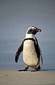 Jackass Penguin (Spheniscus demersus). South Africa