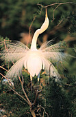Great White Egret (Egretta alba). Louisiana. USA