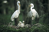 Great White Egrets and chicks (Casmerodius albus). Louisiana. USA