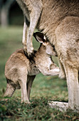 Grey Kangaroo (Macropus giganteus). Australia