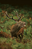 European Red Deer (Cervus elaphus). England