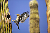Gila Woodpecker (Melanerpes uropygialis). Feeds on nectar and insects in the Saguaro cactus blossom, helps pollinate cactus. Makes holes in Saguaro cactus for their nests which are then used by other birds. Common Sonoran desert resident. Arizona. USA