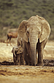 African Elephant (Loxoconta africana)