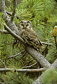 Boreal Owl (Aegoliius funereus). Spain