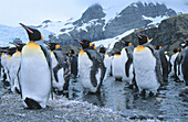 King Penguins colony (Aptenodytes patagonica). South Georgia. UK