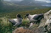 Light Mantled Sooty Albatross (Phoebetria palpebrata). New Zealand