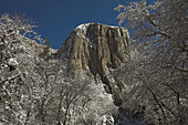 The rock face of El Capitan and fresh snow on the trees after a winter storm, Yosemite Valley, Yosemite National Park, California, USA.