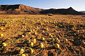 Plantation. Lybia