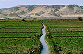 Field near Farafra , Al-Farafirah oasis. Egypt