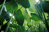 Taro plants Oahu. Hawaii. USA.